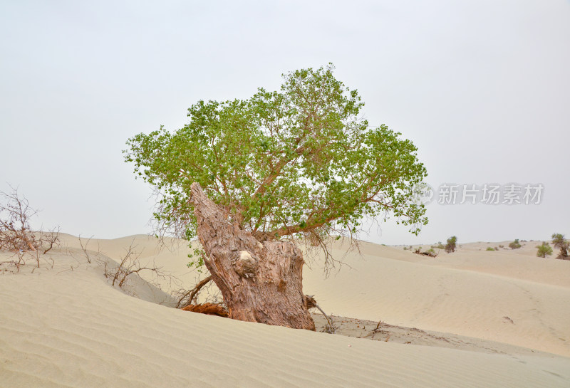 新疆塔克拉玛干沙漠胡杨树