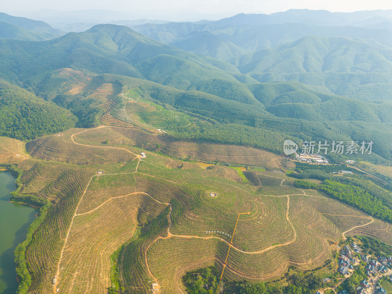 航拍山间梯田茶园田园风光