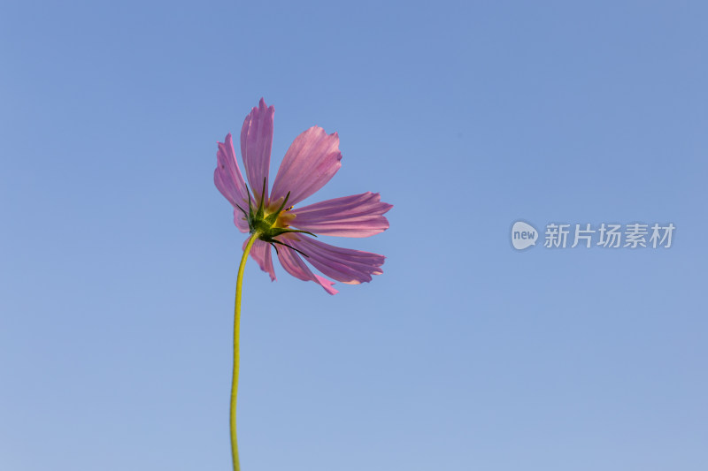 菊花、格桑花