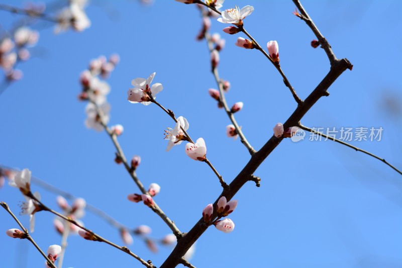 桃花花苞花蕊