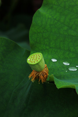 荷花莲蓬