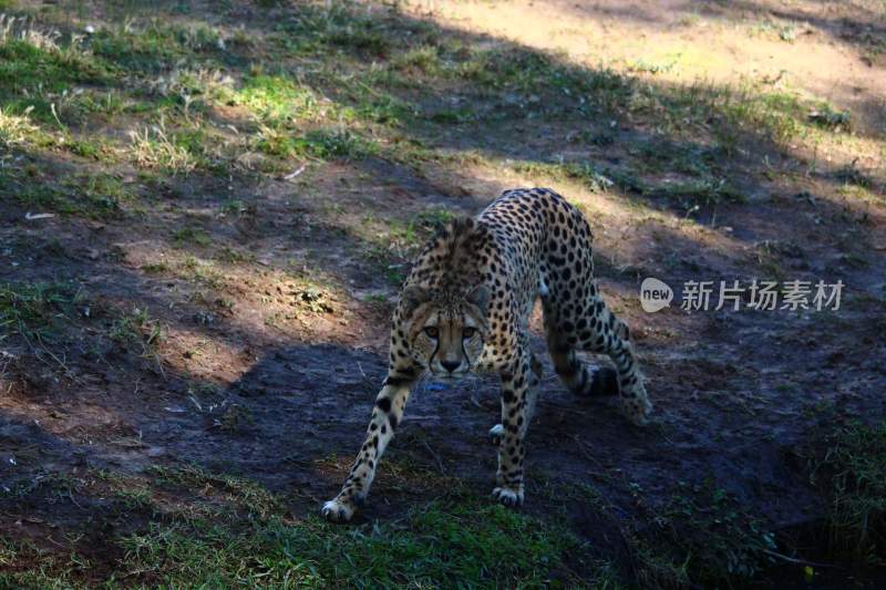 野生动物豹子猎豹猎食动物