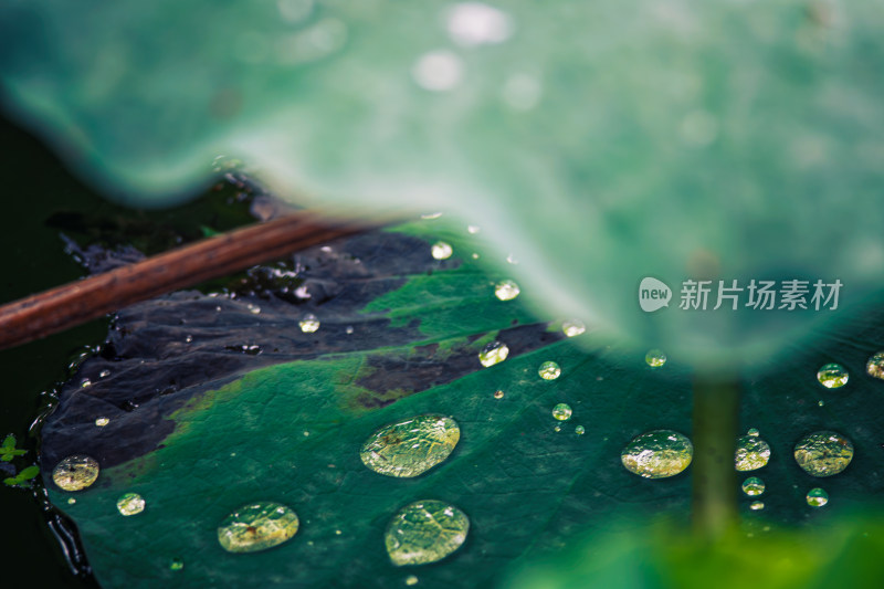 雨后荷叶上的露水珠