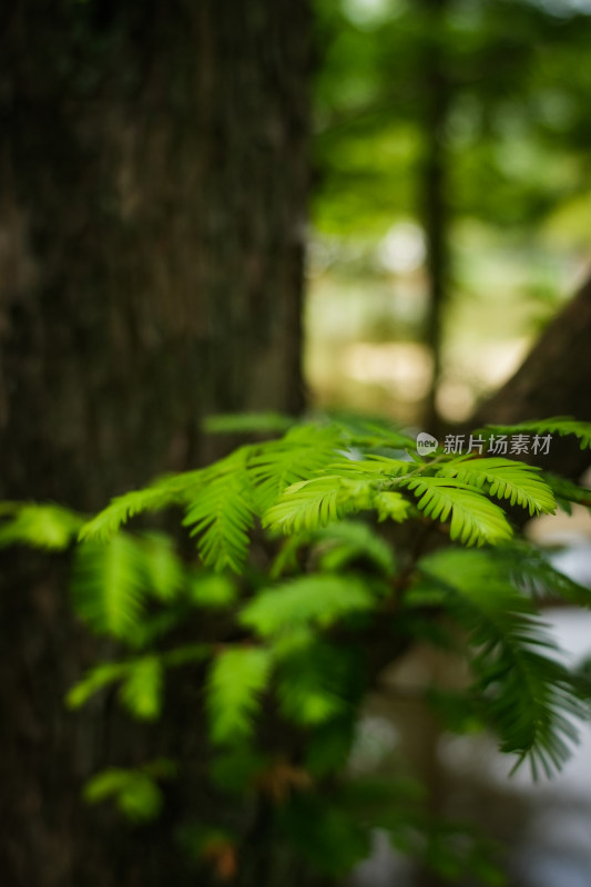 绿色植物黄色灯光