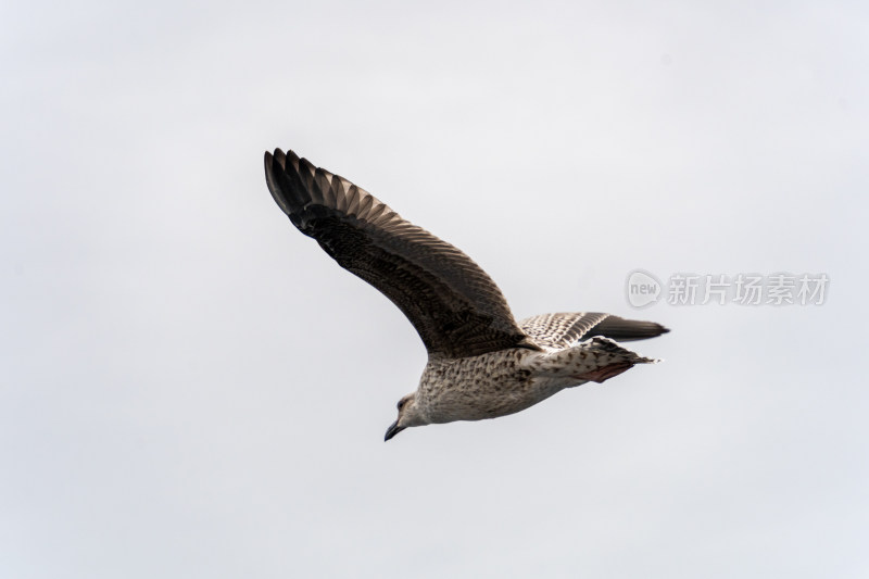 飞翔中的海鸥特写