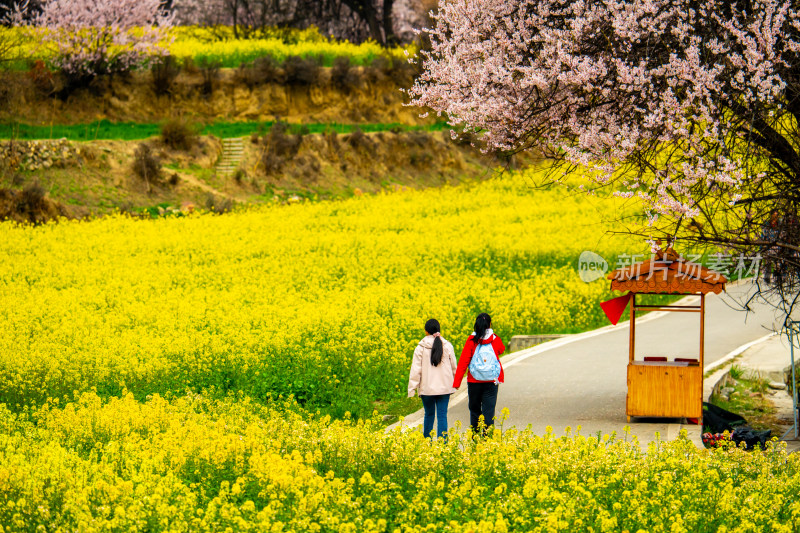 西藏林芝桃花风景