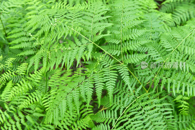 蕨类植物绿叶背景