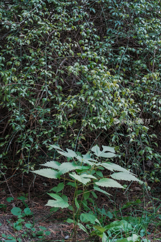 北京圆明园公园树林风景