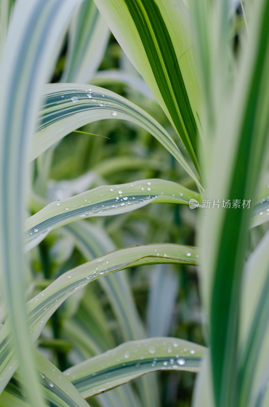 雨后野外的花叶芦竹叶片