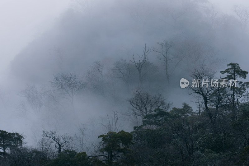 安徽黄山的迷雾森林