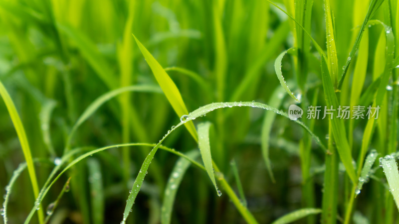 水稻秧苗水稻种植