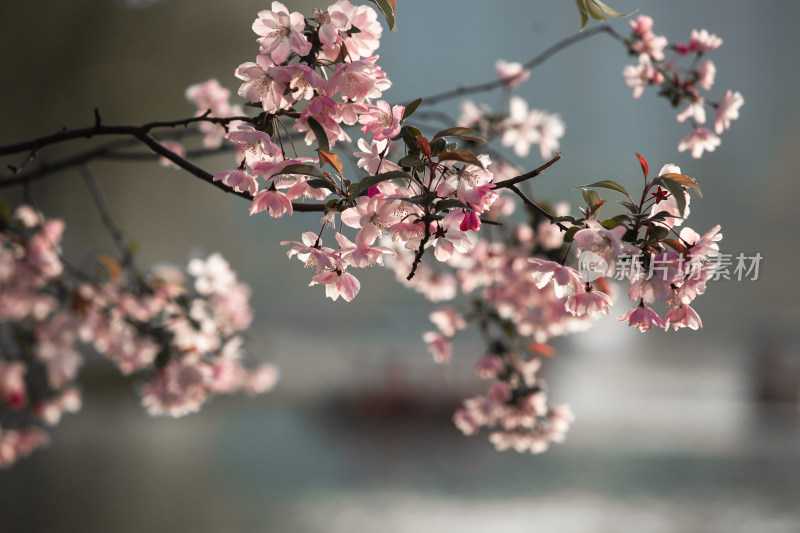 春天的花朵