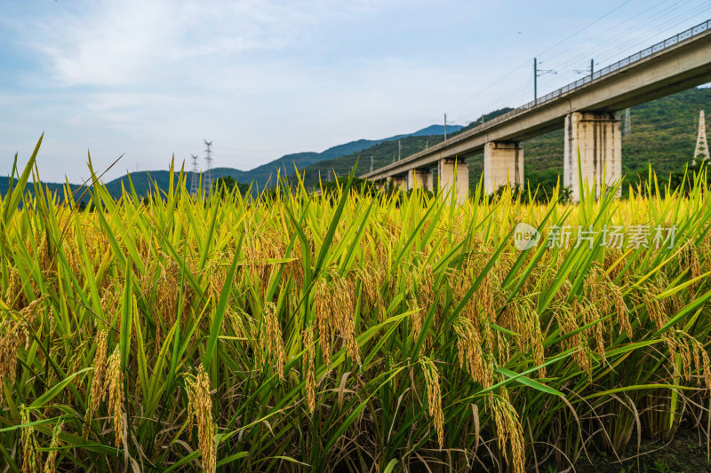 秋天，亚市农村农田即将收割的黄金水稻