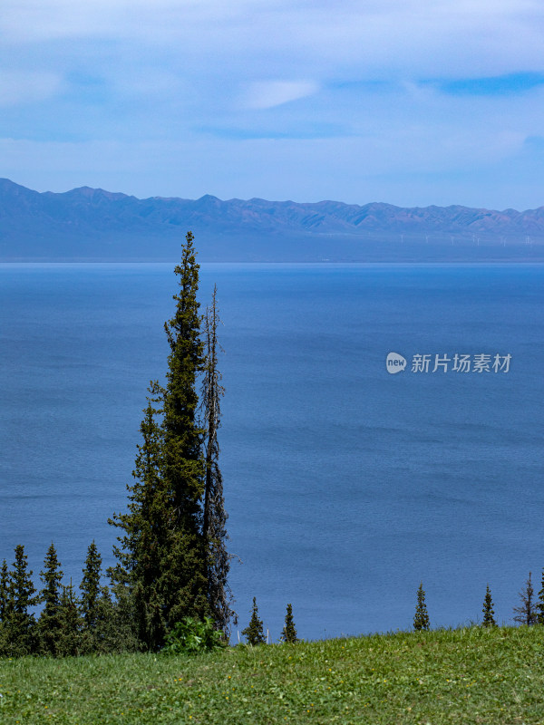 夏天新疆赛里木湖的草原森林和湖泊的风景