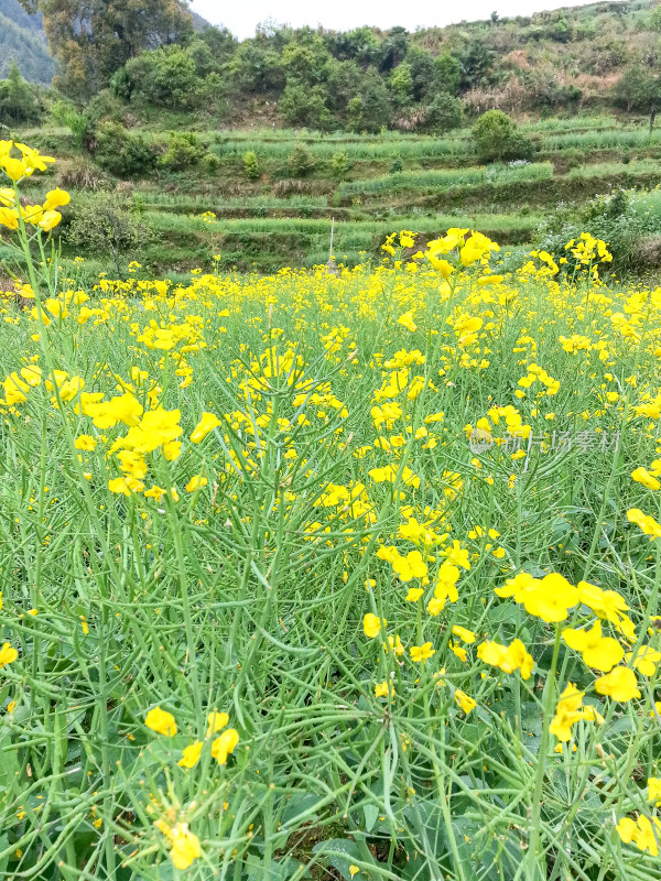 婺源梯田油菜花