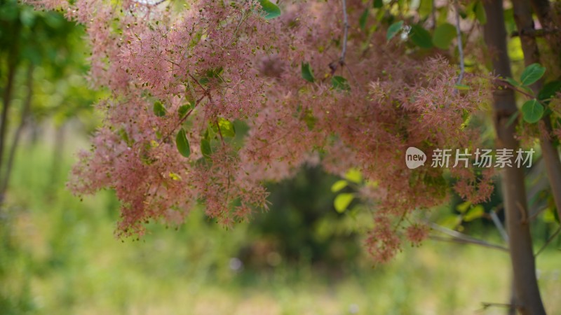 花草植物素材——黄栌花