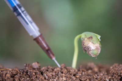 手拿针管准备给绿芽打针