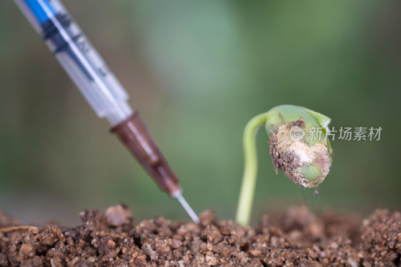 手拿针管准备给绿芽打针