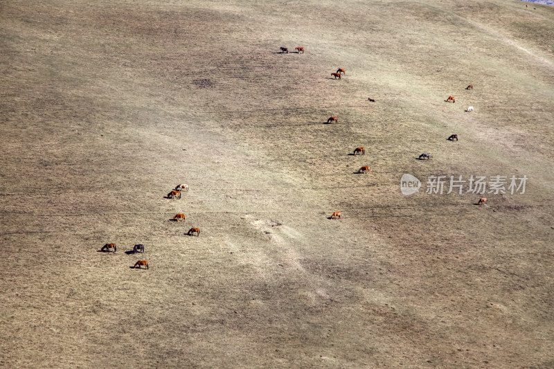 新疆草原马群自然风光