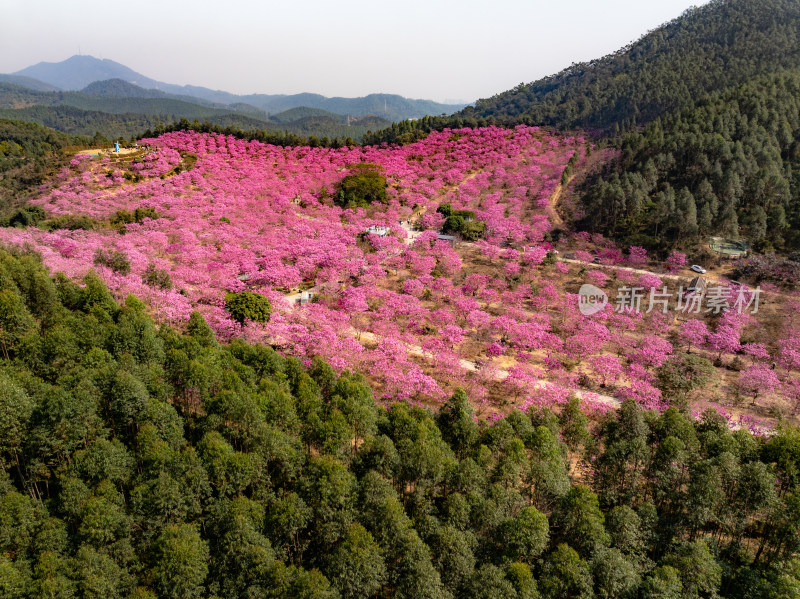 广东满山紫花风铃木盛开航拍高清照片