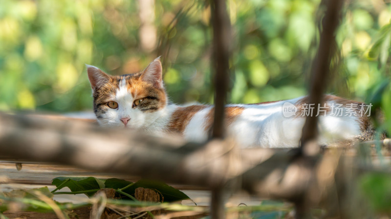 暖阳下的慵懒猫咪