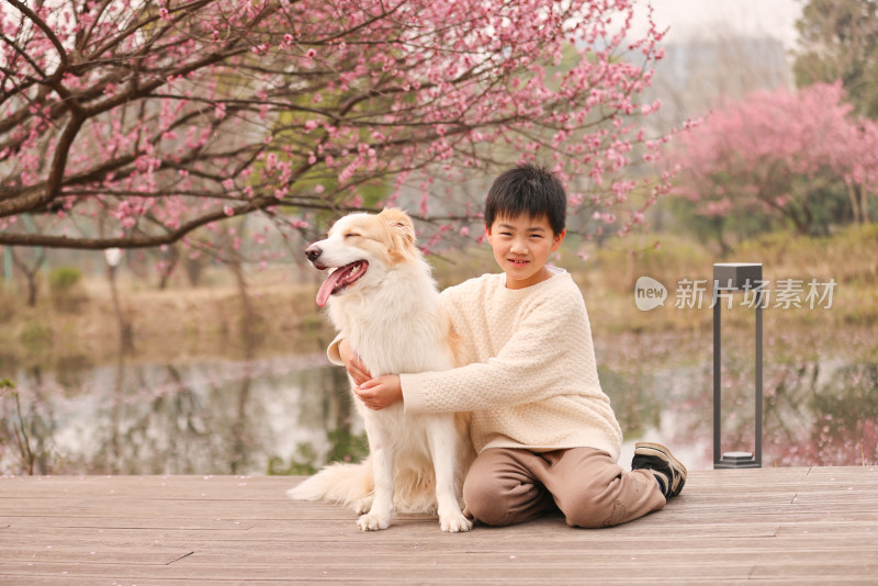 小男孩与边境牧羊犬在梅花树下互动的场景