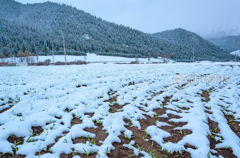 青海海北州祁连卓尔山乡村农田山区积雪雪景