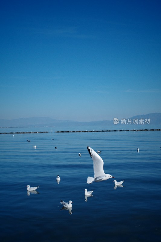 洱海上飞翔与浮游的西伯利亚海鸥