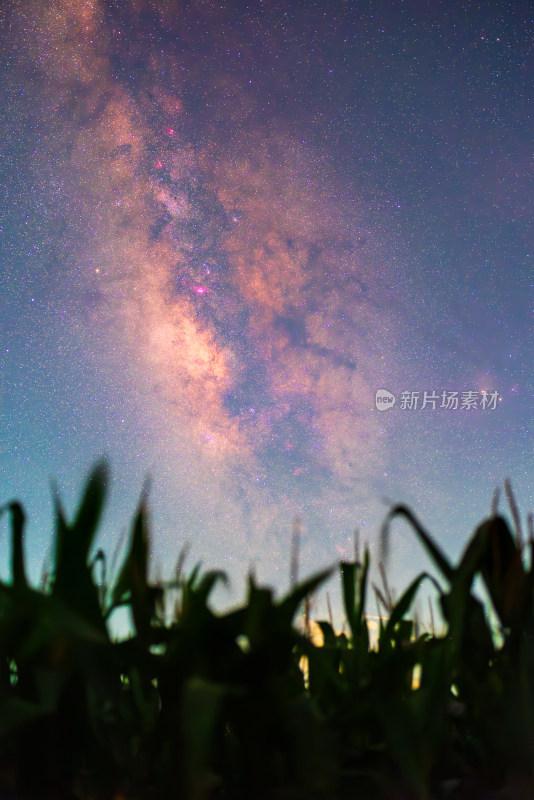 农田玉米地纯净银河星空竖屏