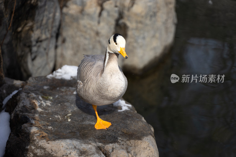 鸭子斑头雁在岸边岩石上休息