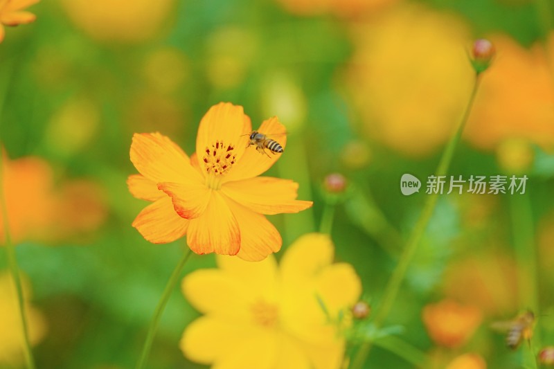 小黄花与蜜蜂的邂逅