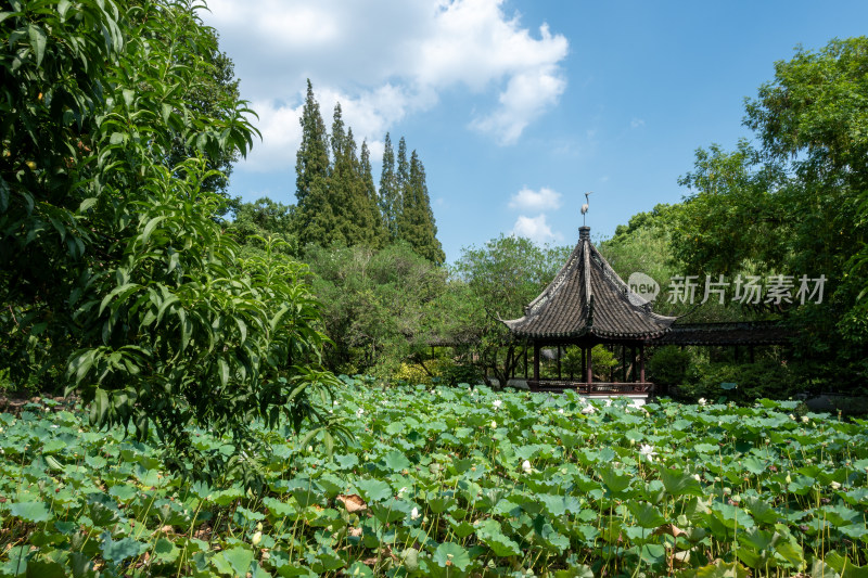 上海松江醉白池公园风景