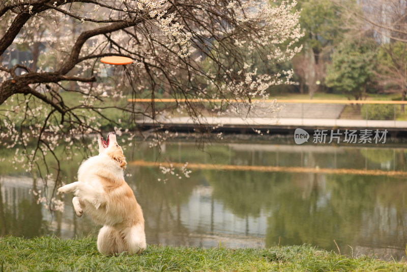 在草地上玩飞盘的边境牧羊犬