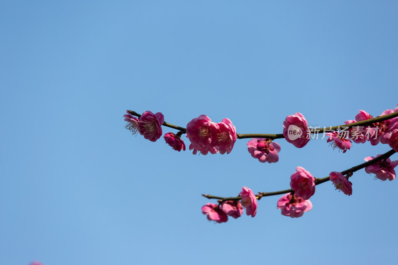 杭州花港观鱼枝头绽放的梅花特写