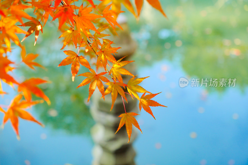 多彩的秋日枫叶水景