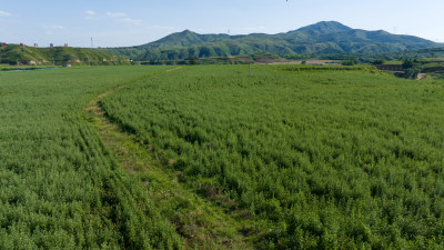 现代农业艾草中药材种植