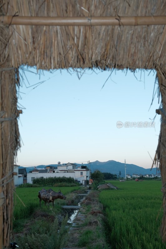 透过草棚看乡村田野景象