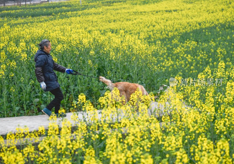 重庆酉阳：铜西油菜花开得灿烂