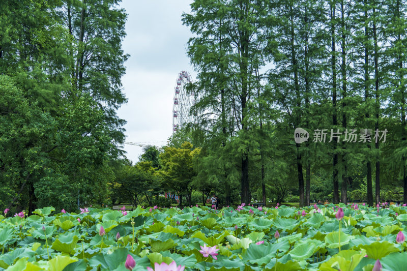 武汉东湖磨山景区盆景园