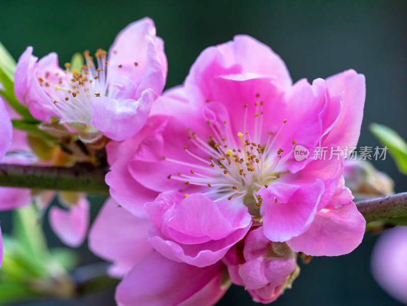 春天的桃花开花特写