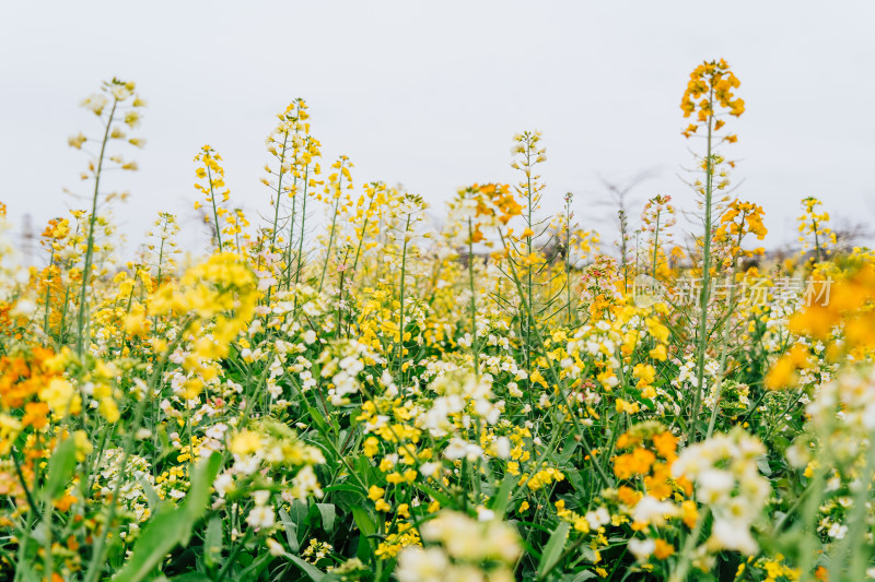 广州东涌五彩油菜花