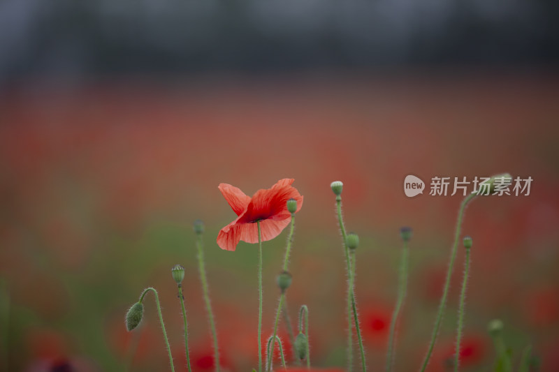 虞美人秋英花 花海 蜜蜂