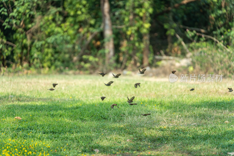 草地上飞行的麻雀