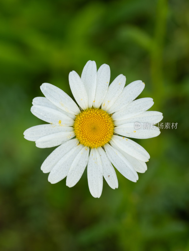 春天的大白菊微距特写