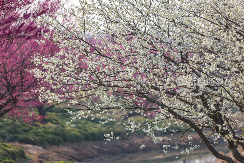 花开海上梅花节