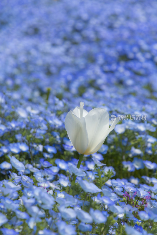 蓝花中独株白色郁金香