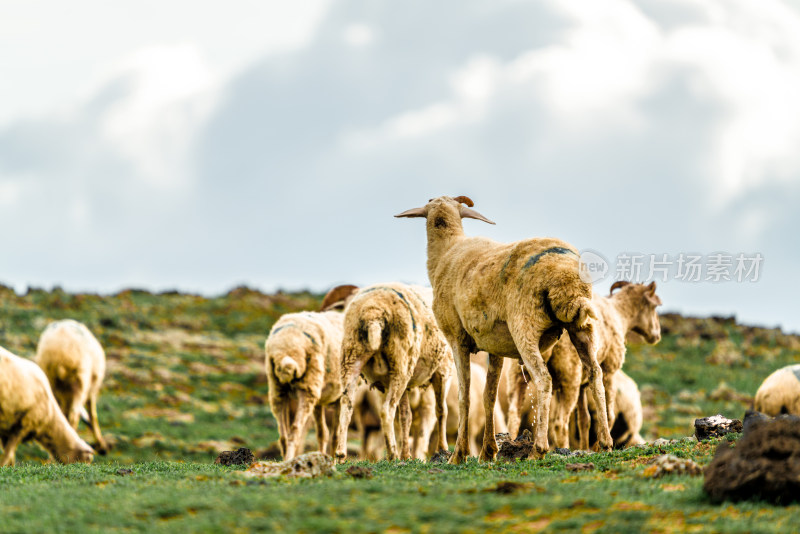 草原和羊群
