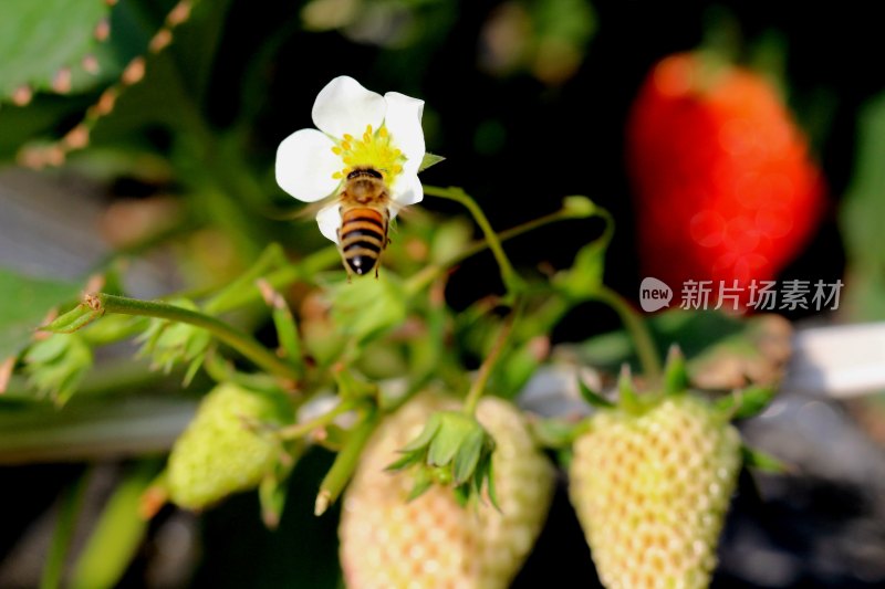 温室大棚种植的草莓