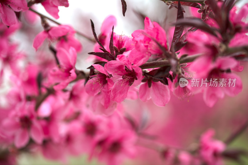 一枝新鲜的榆叶梅鲜花