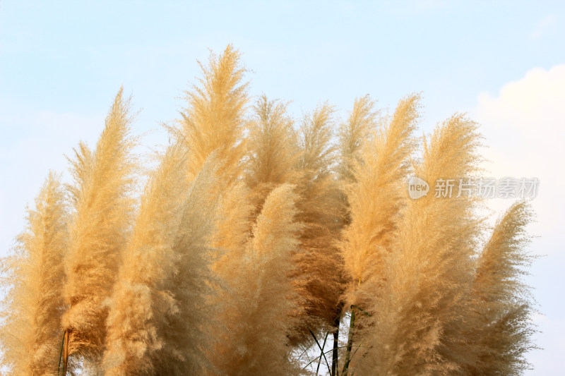 芦苇花背景素材